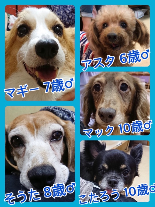 🐾今日の里親様募集中ワンコ🐶メンバーです🐾2018,8,24